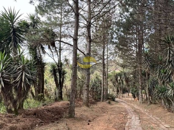 Terreno, 2 hectares - Foto 8