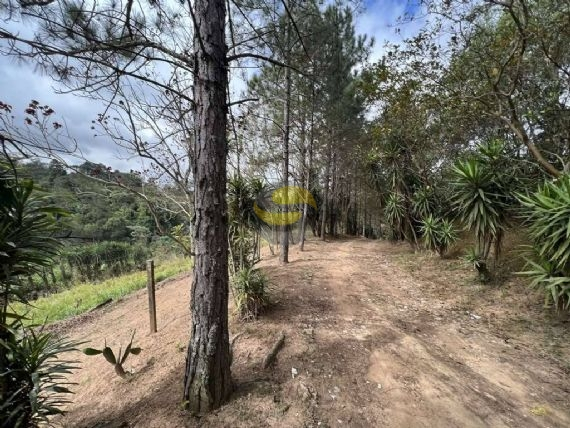 Terreno, 2 hectares - Foto 9