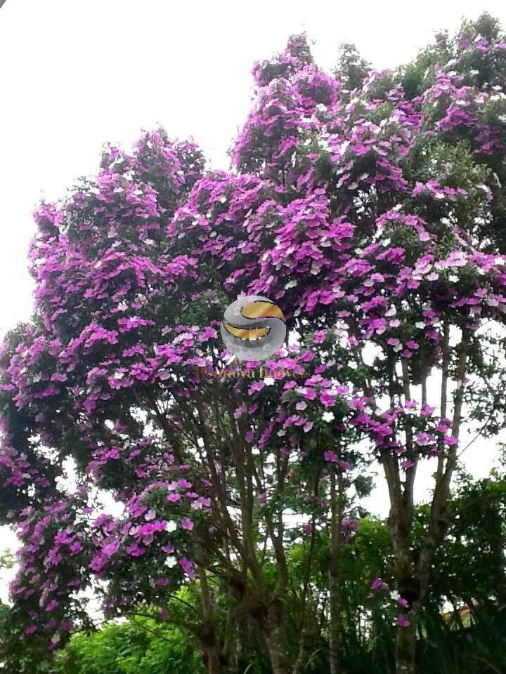 Casa, 2 quartos, 184 m² - Foto 62